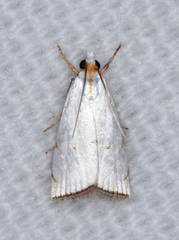 Argyria gonogramma