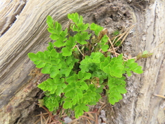 Cryptogramma acrostichoides