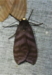 Pachydota