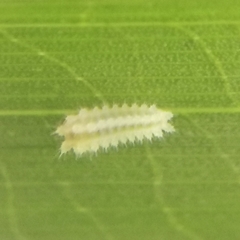 Euprosterna sapucaya