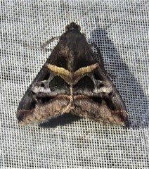 Melipotis perpendicularis