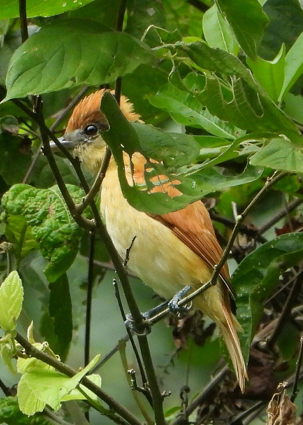 Cotingidae image