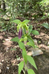 Campanula punctata