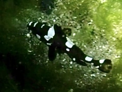 Epinephelus maculatus