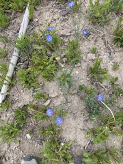 Linaceae