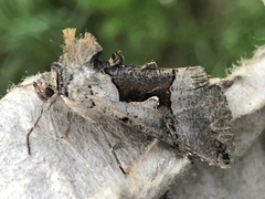 Autographa ampla