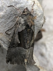 Autographa ampla
