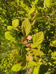Holodiscus discolor discolor