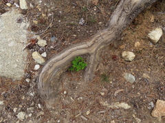 Cryptogramma acrostichoides