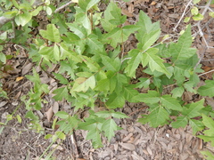Toxicodendron radicans verrucosum