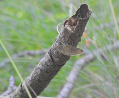 Anania fuscalis