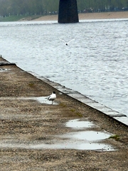 Chroicocephalus ridibundus