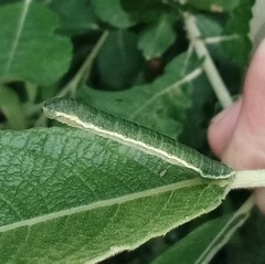 Trichopteryx carpinata