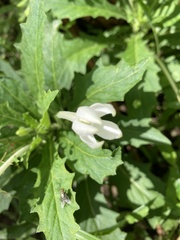 Hippobroma longiflora image