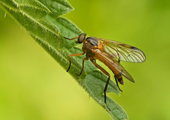 Rhagio immaculatus