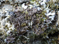 Nephroma tangeriense