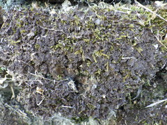 Nephroma tangeriense