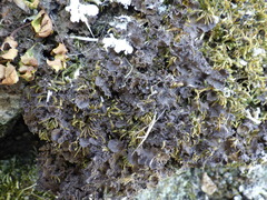 Nephroma tangeriense