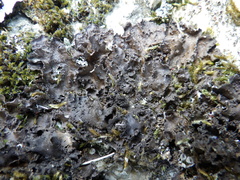 Nephroma tangeriense