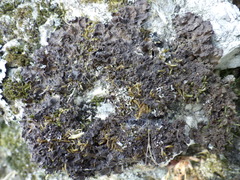 Nephroma tangeriense