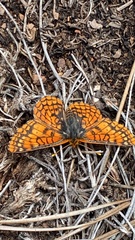 Euphydryas anicia capella
