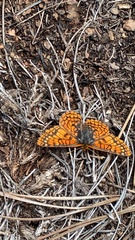 Euphydryas anicia capella