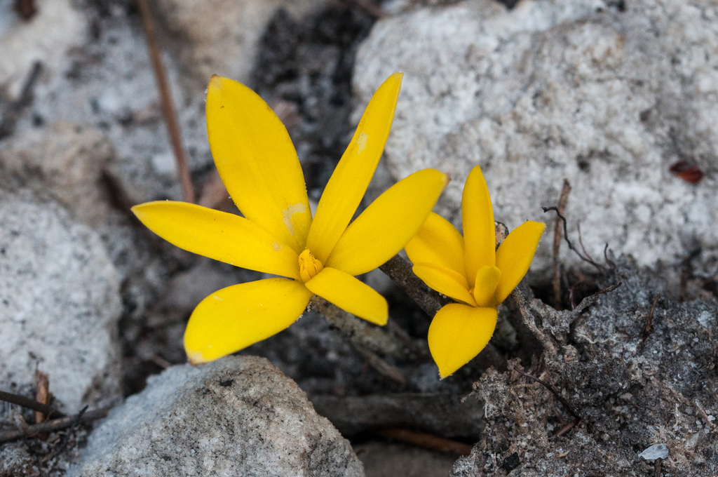 Oneleaf Capestar