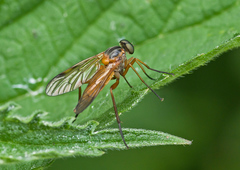 Rhagio immaculatus