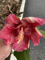 Thespesia grandiflora