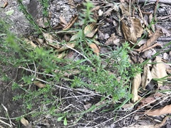 Galium angustifolium