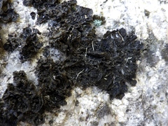 Collema ryssoleum