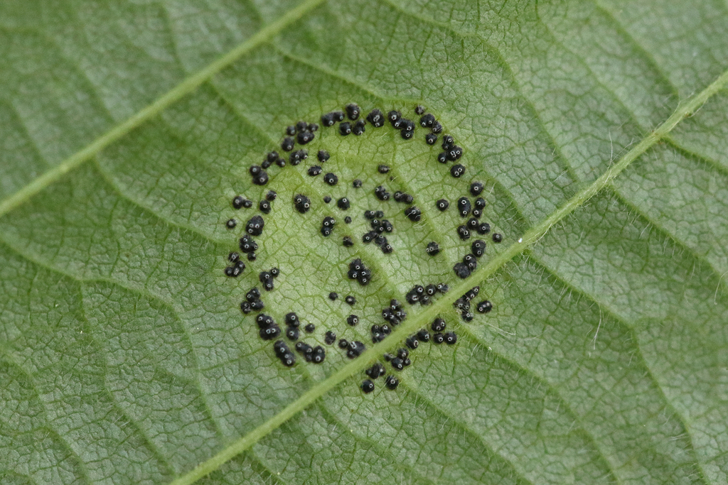 Mamianiella coryli