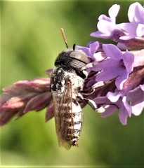 Coelioxys coturnix