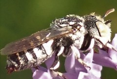 Coelioxys coturnix
