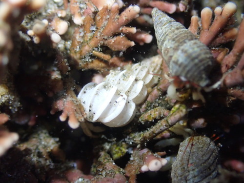 Epitonium californicum, 2021-06-23