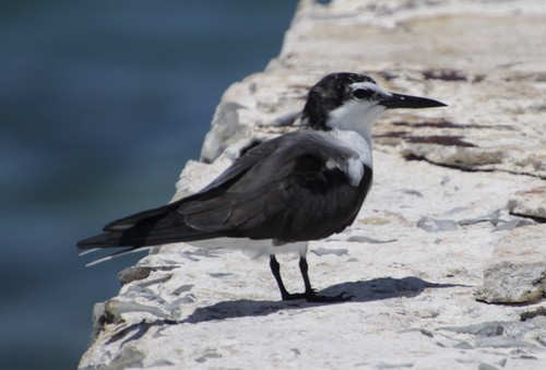 Charrán embridado (Onychoprion anaethetus)