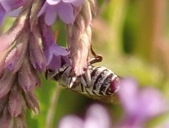 Coelioxys coturnix