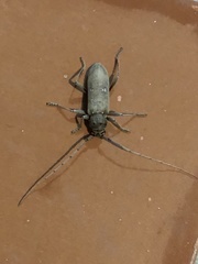 Eburia mutica