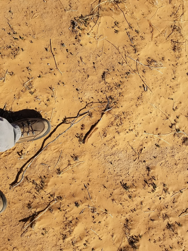 Long-jawed Desert Termites