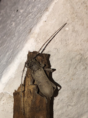Eburia mutica