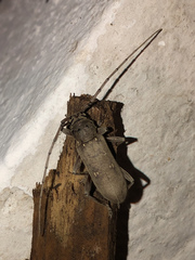 Eburia mutica