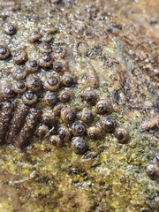 Helicopsyche borealis