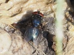 Protocalliphora azurea