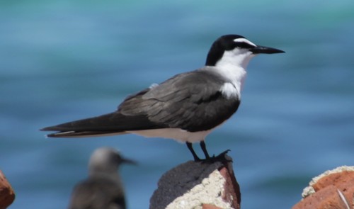 Charrán embridado (Onychoprion anaethetus)