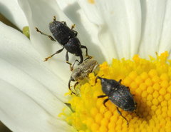Geraeus