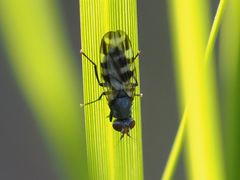 Ceroxys urticae