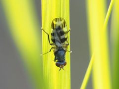 Ceroxys urticae