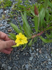 Oenothera oakesiana