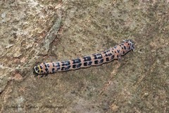 Epobeidia tigrata tigrata