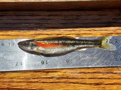 Clinostomus elongatus